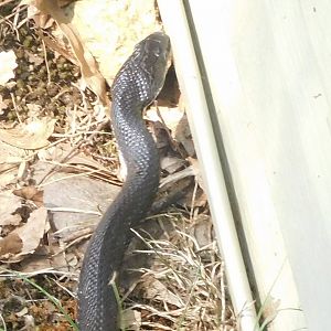 Eastern rat snake