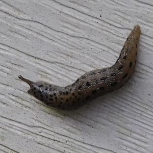 Leopard slug