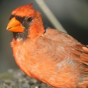 Cardinal