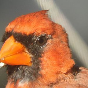 Cardinal