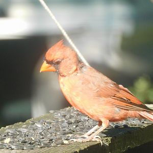 Cardinal