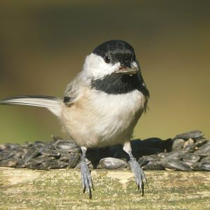 Chickadee
