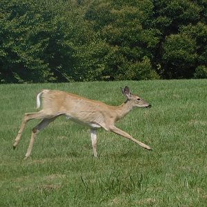 White tail deer