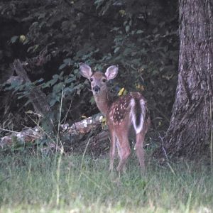 White tail deer