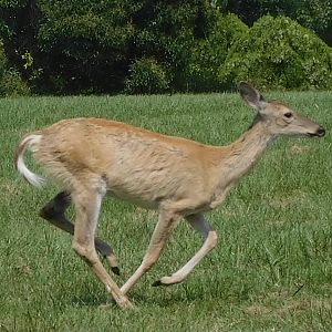 White tail deer