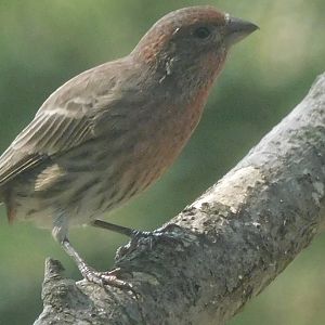 House finch