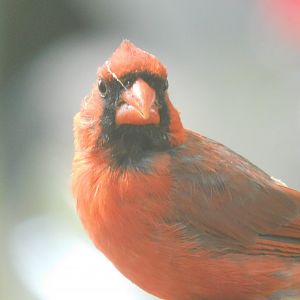 Cardinal