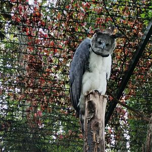 Harpy Eagle