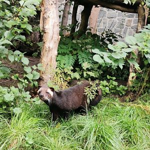 White-bearded Masked Palm Civet