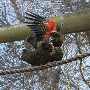 Kea mating
