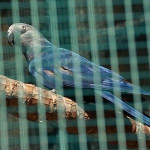 Spix's Macaw (July 2021)