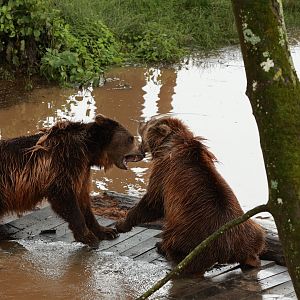 European brown bear (July 2021)