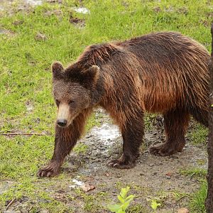 European brown bear (July 2021)