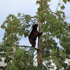 Black bear (July 2021)