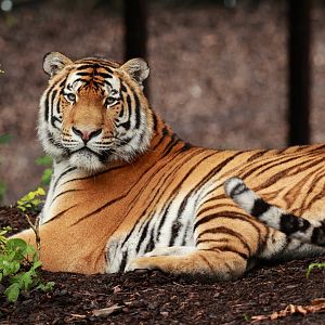 Amur tiger (July 2021)