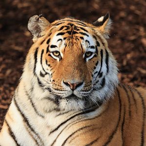 Amur tiger (July 2021)