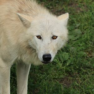 Timber wolf (July 2021)