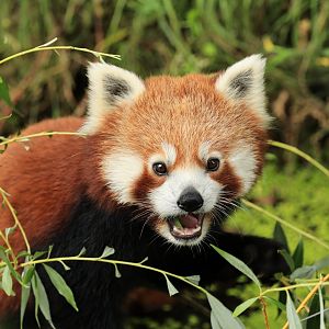 Red panda (July 2021)