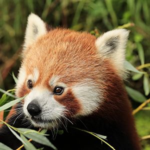 Red panda (July 2021)