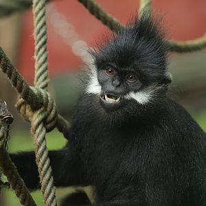 François' langur (July 2021)