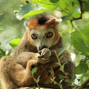 Crowned lemur (July 2021)