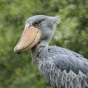 Shoebill (July 2021)