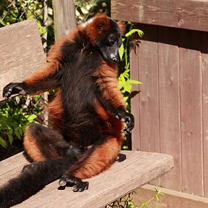 Red ruffed lemur (July 2021)