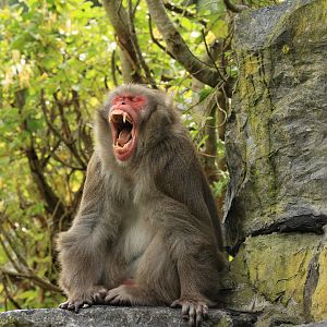 Japanese macaque (July 2021)