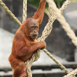 Sumatran orangutan (July 2021)