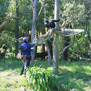 Keeper feeding the White-cheeked Gibbons