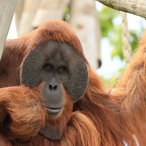 Sumatran orangutan (July 2021)