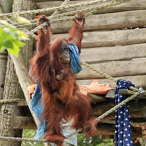 Sumatran orangutan (July 2021)