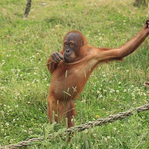 Sumatran orangutan (July 2021)