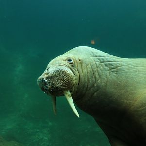 Pacific walrus (July 2021)