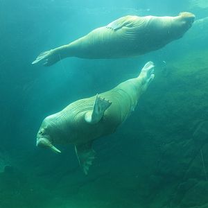Pacific walrus (July 2021)