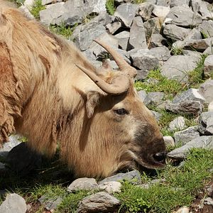 Golden takin (July 2021)