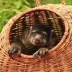 Bear cuscus (July 2021)