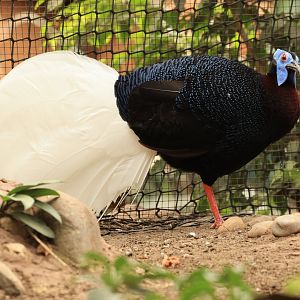 Bulwer's pheasant (July 2021)
