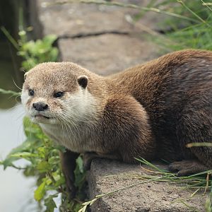 Small-clawed Otter (July 2021)