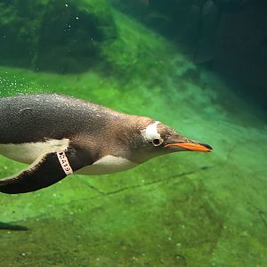 Gentoo penguin (July 2021)