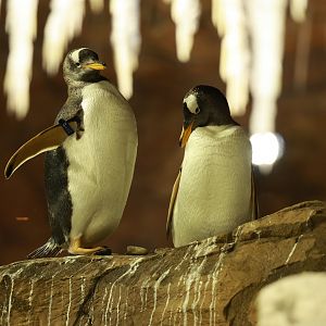 Gentoo penguin (July 2021)