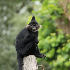 Black crested mangabey (July 2021)