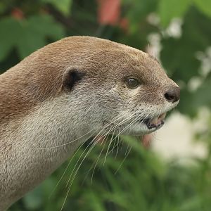 Smooth-coated otter (July 2021)