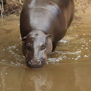 Pigmy hippo (July 2021)