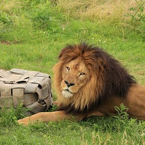 African lion (July 2021)