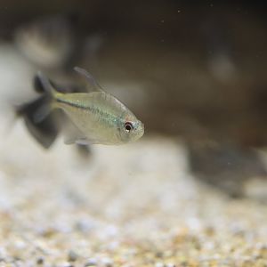 Tetra ID