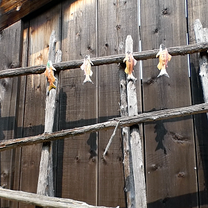 Sep. 2021 - Northwest Passage - Salmon