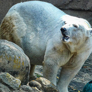Sep. 2021 - Northwest Passage - Polar Bear