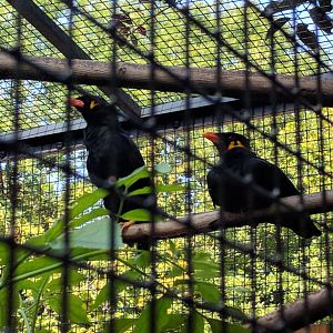 Treasures of the Phillipines Hill Mynahs