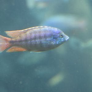 Cichlid ID
